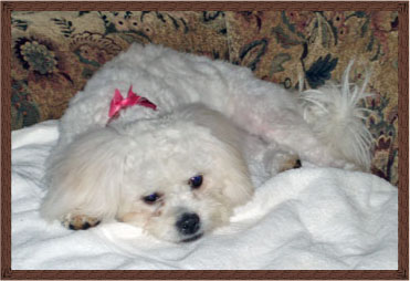 Peggy Sue, the official B&B bichon