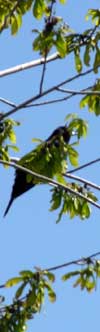 Blackbirds are a common site in the central Wisconsin area.