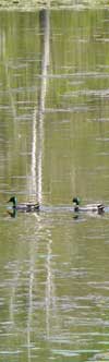 Mallards and wood ducks can be found in the many waterways along the Green Circle bike trail.