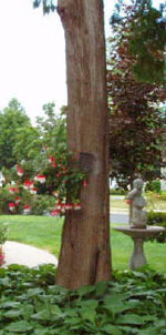 A flowering basket adorns an ancient cedar, its base clothed in hostas.