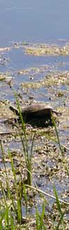 A box turtle basks in the sun just off the Green Circle bike trail.